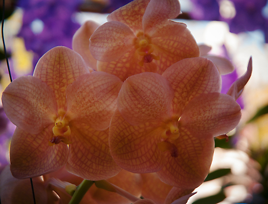 포토 JPG 해외이미지 식물 계절 꽃잎 꽃 꽃다발 백그라운드 꽃무늬 자연 선물 사람없음 장식 초록색 여름 머리 정원 스파 화목 봄 활발 개화 난초 고급 우아함 맛 냄새 아로마 향 단아함 해외202004 해외포토 컬러 컨셉 무늬 신체부위 생태계 파일형식 이미지허브