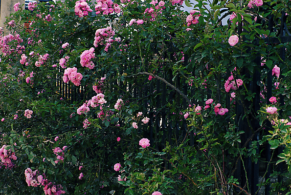포토 JPG 해외이미지 식물 꽃 아시아 분홍색 여행 백그라운드 꽃무늬 자연 주택 동양인 사람없음 초록색 울타리 컬러풀 장미 정원 놀람 봄 벚꽃 개화 만족 원예 조경 베트남 해외202004 해외포토 계절 감정 나라 컬러 무늬 표정 인종 취미 건물 담장 동남아시아 생태계 파일형식 이미지허브