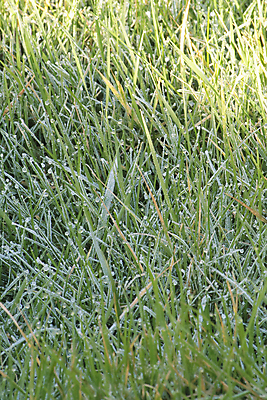 포토 JPG 해외이미지 계절 공원 백그라운드 겨울 패턴 밭 자연 벽지 날씨 추상 새로움 잔디 사람없음 야외 초록색 빛 정원 얼음 추위 성장 덮개 신선 칼날 시원함 12월 크리스탈 땅 그림 질감 서리 온도 1월 내추럴 2월 반투명 해외202004 해외포토 자연요소 식물 공공시설 컬러 컨셉 무늬 농업 뚜껑 날짜 광석 생태계 파일형식 이미지허브