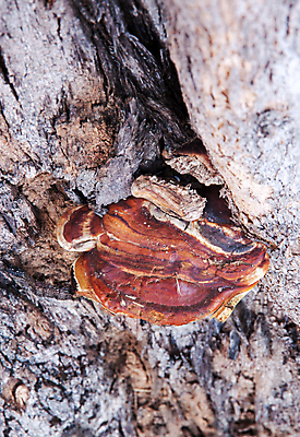 포토 JPG 해외이미지 나무 식물 줄기 백그라운드 단풍 잎 자연 아침 국립공원 이끼 풍경 사람없음 야외 가로 초록색 관광지 컬러풀 노란색 환경 버섯 봄 성장 가을 농촌 소나무 황무지 큼 환경보전 질감 통나무 뿌리 나무껍질 크로아티아 곰팡이 구식 보호구역 삼림지대 옛날 해외202004 해외포토 주간 계절 공원 유럽 컬러 여행 껍질 시골 숲 크기 사회이슈 생태계 구역 파일형식 이미지허브