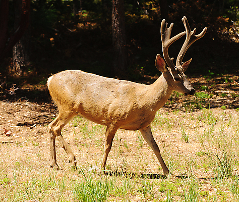 포토 JPG 해외이미지 동물 남자 야생동물 포유류 초식동물 사슴 뿔 사람없음 여름 달러 관찰 숲 반추동물 벨벳 해외202004 해외포토 계절 돈 모션 사람 실크 파일형식 이미지허브