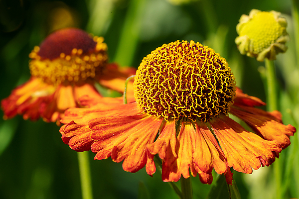 포토 JPG 해외이미지 식물 계절 꽃잎 꽃 잎 꽃무늬 자연 사람없음 야외 여름 환경 정원 성장 벚꽃 신선 개화 관목 생태계 원예 화단 내추럴 영원 해외202004 해외포토 나무 무늬 취미 파일형식 이미지허브