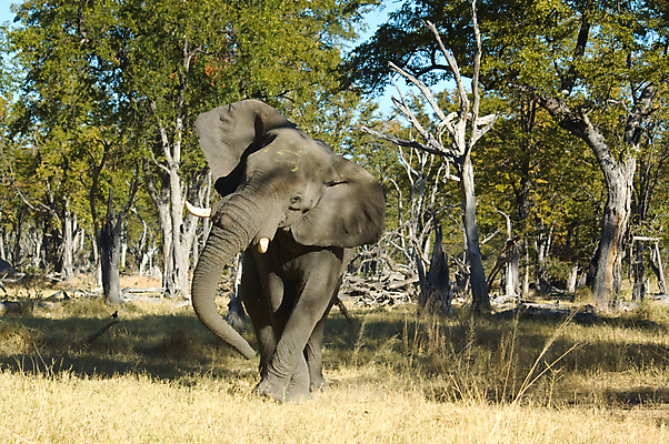 포토 JPG 해외이미지 나무 동물 한마리 야생동물 포유류 아프리카 자연 코끼리 사람없음 초록색 노란색 환경 회색 우아함 무릎꿇기 큼 사파리 에코 보츠와나 사바나 오지 평야 해외202004 해외포토 식물 1 나라 컬러 컨셉 모션 크기 생태계 파일형식 이미지허브