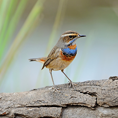 포토 JPG 해외이미지 동물 야생동물 백그라운드 날개 오렌지 노래 자연 조류 사람없음 파란색 봄 나뭇가지 작음 깃털 꼬리 부리 통나무 나무껍질 궤 해외202004 해외포토 나무 계절 음악 컬러 과일 껍질 크기 생태계 파일형식 이미지허브