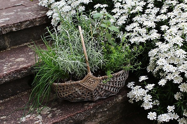 포토 JPG 해외이미지 식물 꽃무늬 사람없음 바구니 정원 허브 향신료 매움 바질 로즈메리 입가심 해외202004 해외포토 꽃 무늬 맛 향미료 파일형식 이미지허브