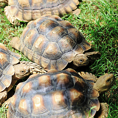 포토 JPG 해외이미지 나무 동물 야생동물 백그라운드 포유류 자연 동물원 사람없음 야외 반려동물 거북이 숲 사파리 피부 사냥 방패 느림 등딱지 해외202004 해외포토 식물 파충류 신체부위 생태계 파일형식 이미지허브