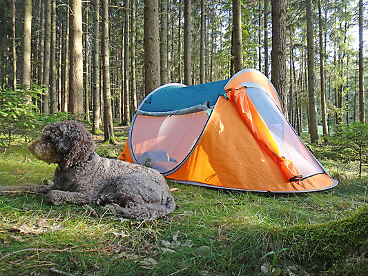 포토 JPG 해외이미지 동물 백인 라이프스타일 커플 여자 남자 행복 40대 50대 2 밭 안내 함께함 건강 관리 사랑 미소 사람 사람없음 야외 가로 반려동물 운동 걷기 우주 놀람 시골 잡기 황금 중앙 개 리트리버 가득함 언덕 길이 주인 복종 우수 충실 해외202004 해외포토 서양인 감정 중년 컨셉 농업 포유류 관계 모션 표정 생활 절기 파일형식 이미지허브