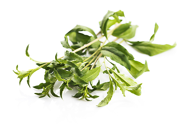 포토 JPG 해외이미지 열매 음식 백그라운드 잎 과일 건강 사람없음 빨간색 중국 흰색 나뭇가지 달콤 허브 해외202004 해외포토 나무 식물 아시아 컬러 맛 파일형식 이미지허브