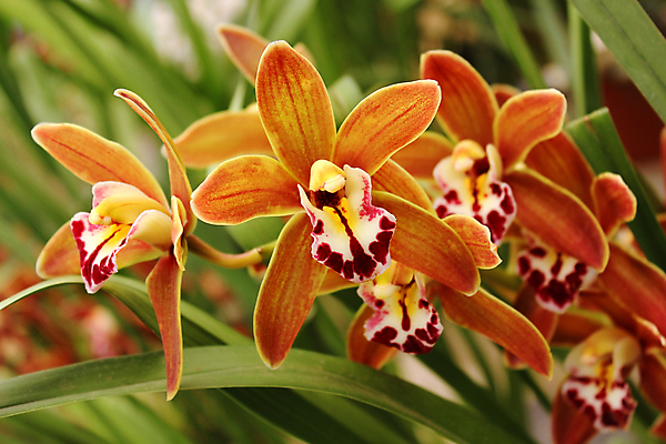 포토 JPG 해외이미지 식물 꽃잎 꽃 줄기 분홍색 꽃다발 백그라운드 잎 꽃무늬 오렌지 자연 선물 사랑 미술 사람없음 장식 빨간색 초록색 노란색 머리 정원 보라색 봄 벚꽃 흰색 난초 우아함 부드러움 호접란 내추럴 생태학 해외202004 해외포토 계절 교육 감정 컬러 컨셉 무늬 과일 문화예술 신체부위 감각 생태계 파일형식 이미지허브