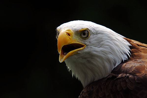 포토 JPG 해외이미지 동물 야생동물 날개 자연 조류 사람없음 옆모습 노란색 미국 힘 흰색 기도 우아함 닫기 깃털 부리 독수리 비전 대머리 사냥꾼 리갈 전국 해외202004 해외포토 직업 헤어스타일 뷰포인트 컬러 컨셉 북아메리카 모션 생태계 파일형식 이미지허브