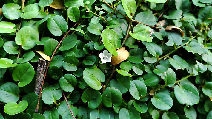 포토 JPG 해외이미지 식물 공원 꽃 벽 백그라운드 잎 자연 프레임 사람없음 야외 장식 초록색 농작물 우주 정원 덮개 신선 원형 정상 덩굴 작음 내추럴 고립 땅바닥 옛날 해외202004 해외포토 도형 공공시설 컬러 농업 바닥 뚜껑 크기 생태계 파일형식 이미지허브