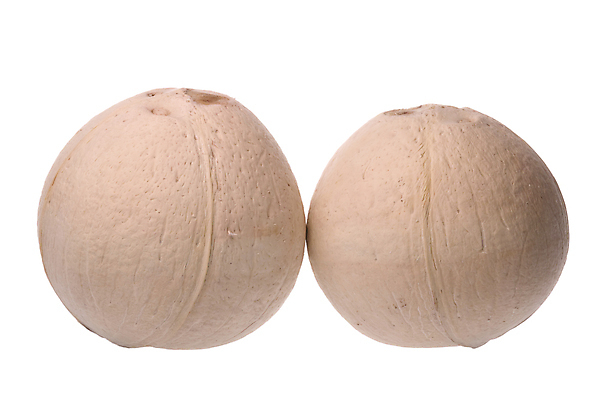 포토 JPG 해외이미지 음료 음식 농업 다이어트 과일 자연 건강 사람없음 신선 닫기 달콤 맛 코코넛 고립 숙성 이국적 해외202004 해외포토 산업 컨셉 모션 생태계 파일형식 이미지허브