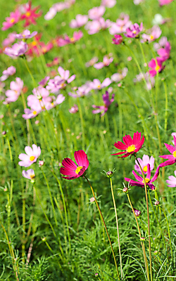 포토 JPG 해외이미지 나무 식물 꽃 아시아 분홍색 여행 태국 자연 풍경 사람없음 가로 초록색 여름 노란색 환경 계곡 보라색 활발 가을 흰색 시골 개화 황금 묘사 코스모스 많음 목가 해외202004 해외포토 계절 나라 컬러 컨셉 생태계 파일형식 이미지허브