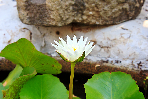 포토 JPG 해외이미지 식물 계절 공원 꽃 아시아 백그라운드 잎 꽃무늬 자연 휴식 연꽃 동양인 풍경 사람없음 야외 초록색 물 여름 환경 정원 검은색 고요 벚꽃 흰색 연못 신용카드 백합 명상 향기 신성 내추럴 해외202004 해외포토 자연요소 공공시설 나라 컬러 컨셉 무늬 인종 금융 생태계 냄새 파일형식 이미지허브