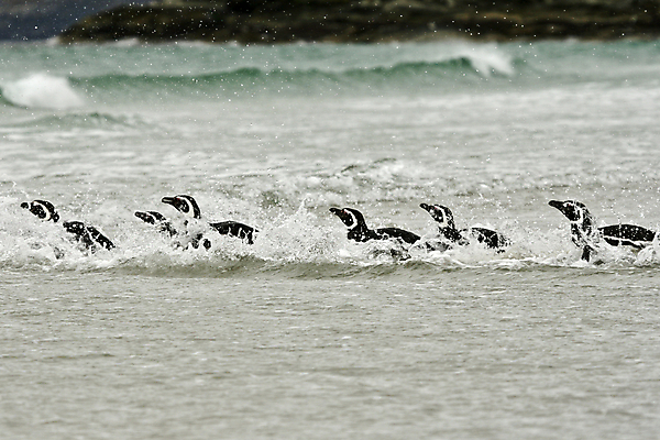 포토 JPG 해외이미지 동물 야생동물 자연 조류 사람없음 남극 펭귄 해외202004 해외포토 극지방 생태계 파일형식 이미지허브