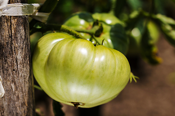 포토 JPG 해외이미지 식물 계절 음식 농업 토마토 채소 재료 자연 건강 사람없음 빨간색 초록색 여름 농장 정원 샐러드 성장 대접 신선 선택 맛 작음 수집 유기농 원예 포도나무 내추럴 숙성 온실 해외202004 해외포토 웰빙 산업 컬러 컨셉 취미 크기 과일나무 생태계 파일형식 이미지허브