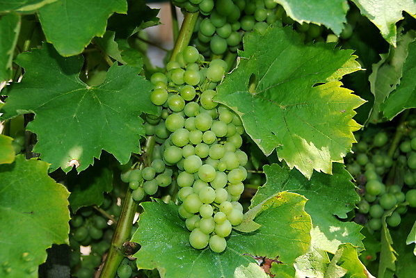 포토 JPG 해외이미지 나무 산업 음식 잎 농업 과일 포도 건강 풍경 사람없음 농작물 컬러풀 와인 이탈리아 수확 가을 흰색 신선 다발 먹기 유기농 성분 10월 메를로 숙성 해외202004 해외포토 식물 웰빙 계절 유럽 컬러 모션 주류 날짜 파일형식 이미지허브