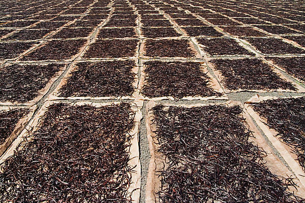 포토 JPG 해외이미지 과일 콩 건조 사람없음 갈색 난초 향신료 향료 향 마다가스카르 바닐라 버번 해외202004 해외포토 식물 컬러 곡류 향기 냄새 향미료 파일형식 이미지허브