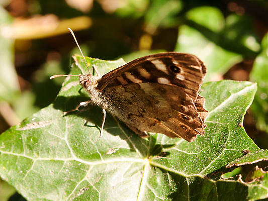 포토 JPG 해외이미지 식물 동물 꽃 야생동물 나비 곤충 잎 절지류 날개 자연 안테나 앉기 사람없음 장식 초록색 여름 컬러풀 갈색 환경 황무지 닫기 보호 숲 생물학 내추럴 생태학 환상 해외202004 해외포토 계절 교육 컬러 컨셉 통신 모션 생태계 파일형식 이미지허브