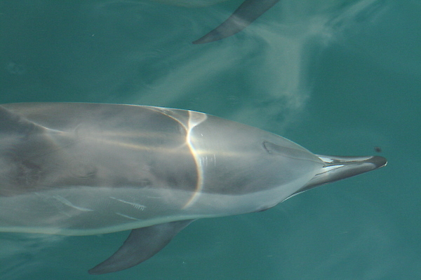 포토 JPG 해외이미지 동물 바다 포유류 사람없음 물 파란색 수중 수영 수족관 해외202004 해외포토 자연요소 컬러 수상스포츠 파일형식 이미지허브