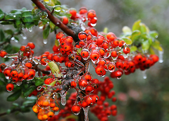 포토 JPG 해외이미지 식물 열매 잎 겨울 오렌지 과일 자연 날씨 사람없음 야외 초록색 갈색 환경 냉동 얼음 젖음 추위 나뭇가지 떨어짐 서리 내추럴 해외202004 해외포토 자연요소 나무 계절 컬러 컨셉 생태계 파일형식 이미지허브