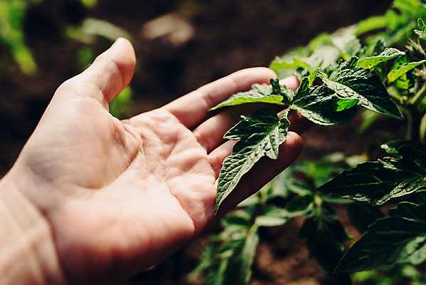 포토 JPG 해외이미지 식물 손 남자 잎 밭 농업 토마토 채소 자연 사람없음 야외 농장 정원 성장 농부 유기농 국산 돌봄 원예사 제어 세련 해외202004 해외포토 직업 웰빙 산업 모션 사람 신체부위 생태계 파일형식 이미지허브