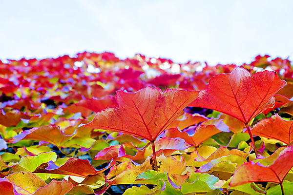 포토 JPG 해외이미지 식물 계절 벽 백그라운드 컨셉 잎 패턴 오렌지 자연 벽지 추상 프레임 건조 따뜻함 그림자 풍경 사람없음 장식 빨간색 빛 컬러풀 태양 노란색 우주 환경 와인 맑음 활발 덮개 가을 그리기 황금 떨어짐 널 묘사 유기농 질감 포도나무 내추럴 해외202004 해외포토 자연요소 웰빙 컬러 무늬 과일 모션 날씨 주류 뚜껑 과일나무 생태계 파일형식 이미지허브