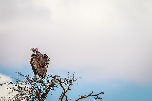 포토 JPG 해외이미지 동물 공원 얼굴 야생동물 여행 날개 아프리카 자연 조류 사람없음 야외 컬러풀 보호 큼 사파리 깃털 부리 육식동물 남쪽 내추럴 나미비아 남아프리카 생태학 해외202004 해외포토 공공시설 교육 나라 컬러 컨셉 신체부위 크기 방향 생태계 파일형식 이미지허브