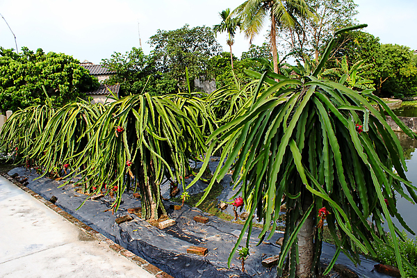 포토 JPG 해외이미지 나무 식물 꽃잎 꽃 음식 백그라운드 잎 꽃무늬 농업 과일 자연 선인장 건강 사람없음 빨간색 초록색 농장 노란색 정원 검은색 성장 벚꽃 흰색 용 신선 내추럴 해외202004 해외포토 산업 컬러 무늬 생태계 파일형식 이미지허브