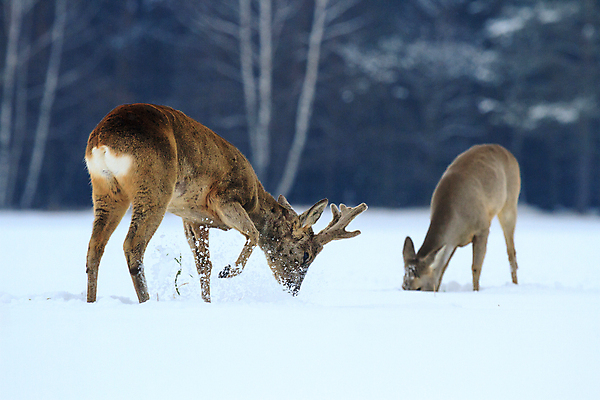 포토 JPG 해외이미지 나무 동물 계절 공원 여자 야생동물 백그라운드 겨울 밭 포유류 자연 털 사람없음 야외 목재 초록색 갈색 달러 추위 가을 흰색 나뭇가지 시골 황무지 티켓 숲 꼬리 사냥 동물상 삼림지대 아기사슴 암사슴 해외202004 해외포토 식물 공공시설 새끼 컬러 돈 농업 재료 사슴 사람 조형물 암컷 생태계 파일형식 이미지허브