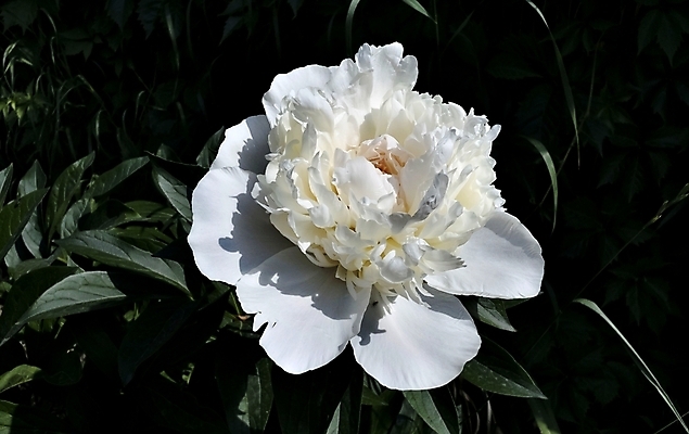 포토 JPG 해외이미지 식물 1 꽃잎 줄기 분홍색 백그라운드 꽃무늬 친절 선물 사람없음 장식 여름 빛 머리 활발 벚꽃 흰색 신선 원형 개화 우아함 질감 향기 부드러움 내추럴 작약 파스텔톤 해외202004 해외포토 도형 계절 꽃 컬러 컨셉 무늬 신체부위 감각 냄새 파일형식 이미지허브