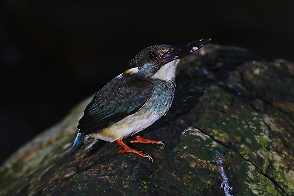 포토 JPG 해외이미지 나무 동물 여자 남자 아시아 얼굴 야생동물 백그라운드 날개 태국 자연 조류 사람없음 야외 목재 가로 초록색 파란색 컬러풀 머리 환경 나뭇가지 막대기 닫기 숲 깃털 꼬리 부리 서식지 물총새 생태학 해외202004 해외포토 식물 교육 나라 컬러 재료 모션 사람 신체부위 생태계 파일형식 이미지허브