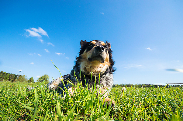 포토 JPG 해외이미지 동물 응시 감정 새끼 포즈 백그라운드 포유류 함께함 앉기 사람없음 반려동물 갈색 검은색 우정 흰색 유머 개 강아지 작음 무릎 불독 몸단장 노려봄 송곳니 고립 기르기 동반자 복종 유래 해외202004 해외포토 시선 컬러 컨셉 모션 표정 신체부위 친구 치아 크기 돌봄 파일형식 이미지허브
