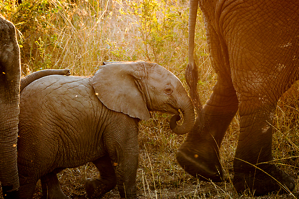 포토 JPG 해외이미지 동물 야생동물 포유류 아프리카 자연 코끼리 사람없음 보호 사파리 멸종 남아프리카 해외202004 해외포토 나라 컨셉 생태계 파일형식 이미지허브