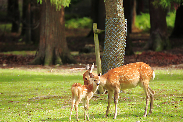 포토 JPG 해외이미지 나무 동물 공원 아시아 야생동물 여행 자연 아침 사슴 동양인 사람없음 초록색 갈색 정원 일본 신성 해외202004 해외포토 주간 식물 공공시설 나라 컬러 포유류 인종 생태계 파일형식 이미지허브