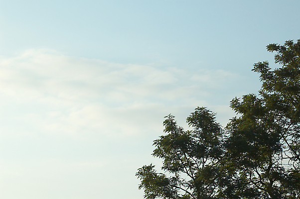 포토 JPG 해외이미지 나무 잎 자연 하늘 풍경 사람없음 야외 초록색 파란색 우주 자유 해외202004 해외포토 식물 컬러 컨셉 생태계 파일형식 이미지허브