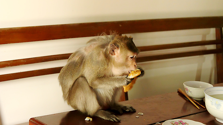 포토 JPG 해외이미지 동물 응시 행복 얼굴 야생동물 백그라운드 포유류 가족 태국 자연 털 바나나 미소 동양인 사람없음 흰색 원숭이 아기 잡기 작음 모피 유인원 고립 해외202004 해외포토 시선 감정 아시아 컬러 과일 관계 모션 표정 사람 인종 신체부위 크기 생태계 파일형식 이미지허브