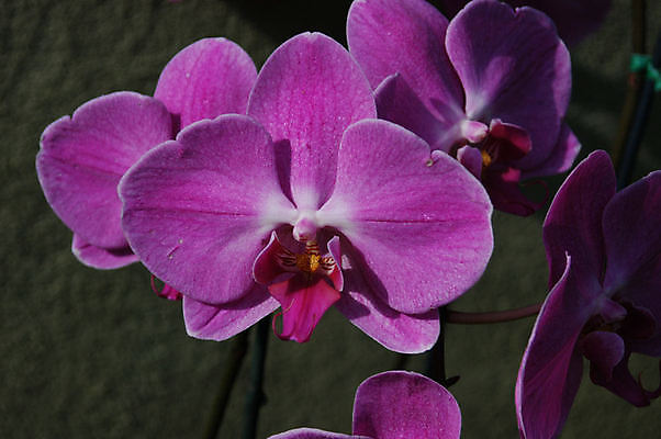 포토 JPG 해외이미지 식물 꽃잎 꽃 줄기 꽃무늬 사람없음 정원 보라색 검은색 벚꽃 흰색 난초 해외202004 해외포토 컬러 무늬 파일형식 이미지허브