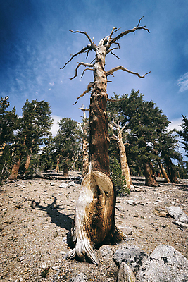 포토 JPG 해외이미지 나무 공원 여행 자연 하늘 휴가 산 국립공원 풍경 사람없음 야외 여름 파란색 환경 미국 하이킹 죽음 황무지 고독 보호 숲 배낭여행 캘리포니아 암초 멀리 기후변화 썩음 옛날 해외202004 해외포토 식물 계절 공공시설 감정 컬러 컨셉 북아메리카 레저 날씨 변화 생태계 파일형식 이미지허브