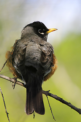 포토 JPG 해외이미지 나무 동물 야생동물 자연 조류 앉기 사람없음 여름 작음 해외202004 해외포토 식물 계절 모션 크기 생태계 파일형식 이미지허브