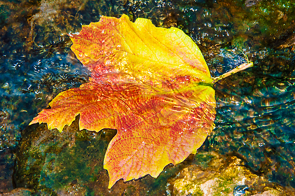 포토 JPG 해외이미지 나무 공원 호수 백그라운드 잎 자연 풍경 사람없음 야외 물 강 거울 가을 연못 숲 10월 해외202004 해외포토 자연요소 식물 계절 공공시설 날짜 생태계 파일형식 이미지허브