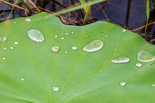 포토 JPG 해외이미지 식물 계절 공원 꽃 아시아 호수 리플렛 분홍색 백그라운드 잎 꽃무늬 패턴 자연 추상 연꽃 사람없음 야외 초록색 물 여름 정원 봄 촉촉함 벚꽃 흰색 연못 신선 떨어짐 정상 백합 묘사 질감 내추럴 패드 고립 해외202004 해외포토 자연요소 공공시설 나라 컬러 컨셉 무늬 젖음 생태계 파일형식 이미지허브