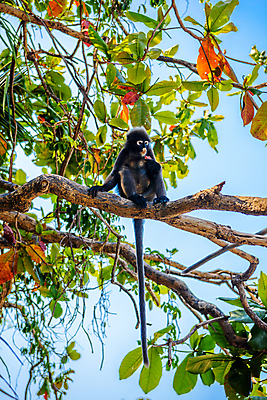 포토 JPG 해외이미지 나무 동물 척추동물 응시 얼굴 야생동물 음식 여행 잎 포유류 자동차 태국 자연 털 바나나 동물원 앉기 사람없음 목재 초록색 나뭇가지 원숭이 아기 숲 먹기 발리 유인원 내추럴 아마존 해외202004 해외포토 식물 시선 아시아 육상교통 컬러 섬 과일 재료 모션 사람 신체부위 생태계 인도네시아 파일형식 이미지허브