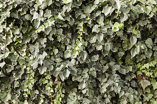 포토 JPG 해외이미지 식물 영어 외관 공원 꽃 벽 백그라운드 잎 꽃무늬 패턴 밭 자연 벽지 추상 잔디 사람없음 야외 초록색 여름 울타리 컬러풀 환경 정원 봄 카펫 시골 거친 닫기 보호 덩굴 허브 타일 질감 복고 포도나무 아이비 내추럴 그런지 생태학 해외202004 해외포토 문자 계절 공공시설 교육 컬러 컨셉 무늬 농업 모션 담장 과일나무 생태계 파일형식 이미지허브