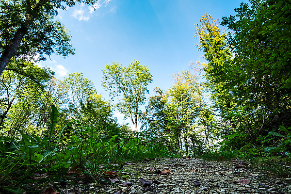 포토 JPG 해외이미지 나무 여행 자연 하늘 독일 풍경 사람없음 초록색 여름 파란색 태양 흰색 숲 시력 타운 해외202004 해외포토 자연요소 식물 계절 유럽 컬러 도시 생태계 파일형식 이미지허브