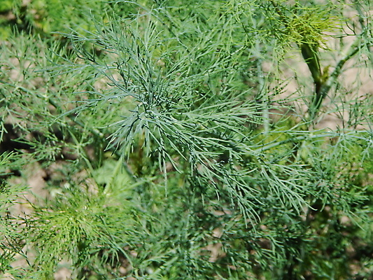 포토 JPG 해외이미지 식물 음식 백그라운드 잎 채소 자연 건강 사람없음 초록색 여름 농작물 농장 노란색 정원 봄 신선 민트 허브 유기농 질감 해외202004 해외포토 웰빙 계절 컬러 농업 생태계 파일형식 이미지허브