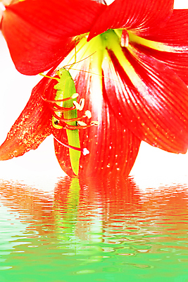 포토 JPG 해외이미지 1 꽃 분홍색 곤충 자연 사람없음 초록색 여름 정원 봄 용 백합 위험 딱정벌레 메뚜기 귀뚜라미 해외202004 해외포토 식물 동물 계절 컬러 컨셉 생태계 파일형식 이미지허브