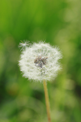 포토 JPG 해외이미지 식물 꽃 밭 자연 바람 국화 씨앗 잔디 사람없음 초록색 머리 우주 스크린 주스 거품 성장 상추 민들레 허브 퍼프 대패 해외202004 해외포토 자연요소 음료 컬러 농업 채소 날씨 신체부위 생태계 파일형식 이미지허브