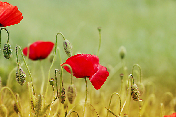 포토 JPG 해외이미지 식물 꽃잎 꽃 잎 밭 자연 사람없음 야외 빨간색 초록색 여름 태양 농장 머리 봄 벚꽃 시골 신선 개화 땅 싱글 심플 양귀비 해외202004 해외포토 자연요소 계절 컬러 농업 신체부위 생태계 파일형식 이미지허브