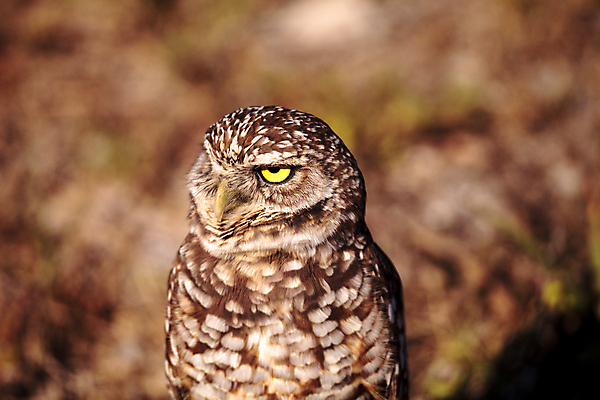 포토 JPG 해외이미지 조류 사람없음 깃털 부엉이 플로리다 해외202004 해외포토 동물 미국 파일형식 이미지허브